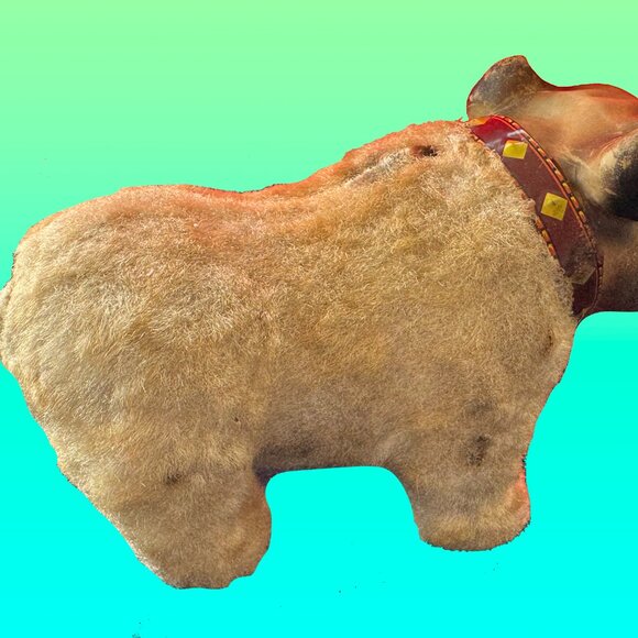 Donny the rubber-faced bulldog - Picture 6 of 7